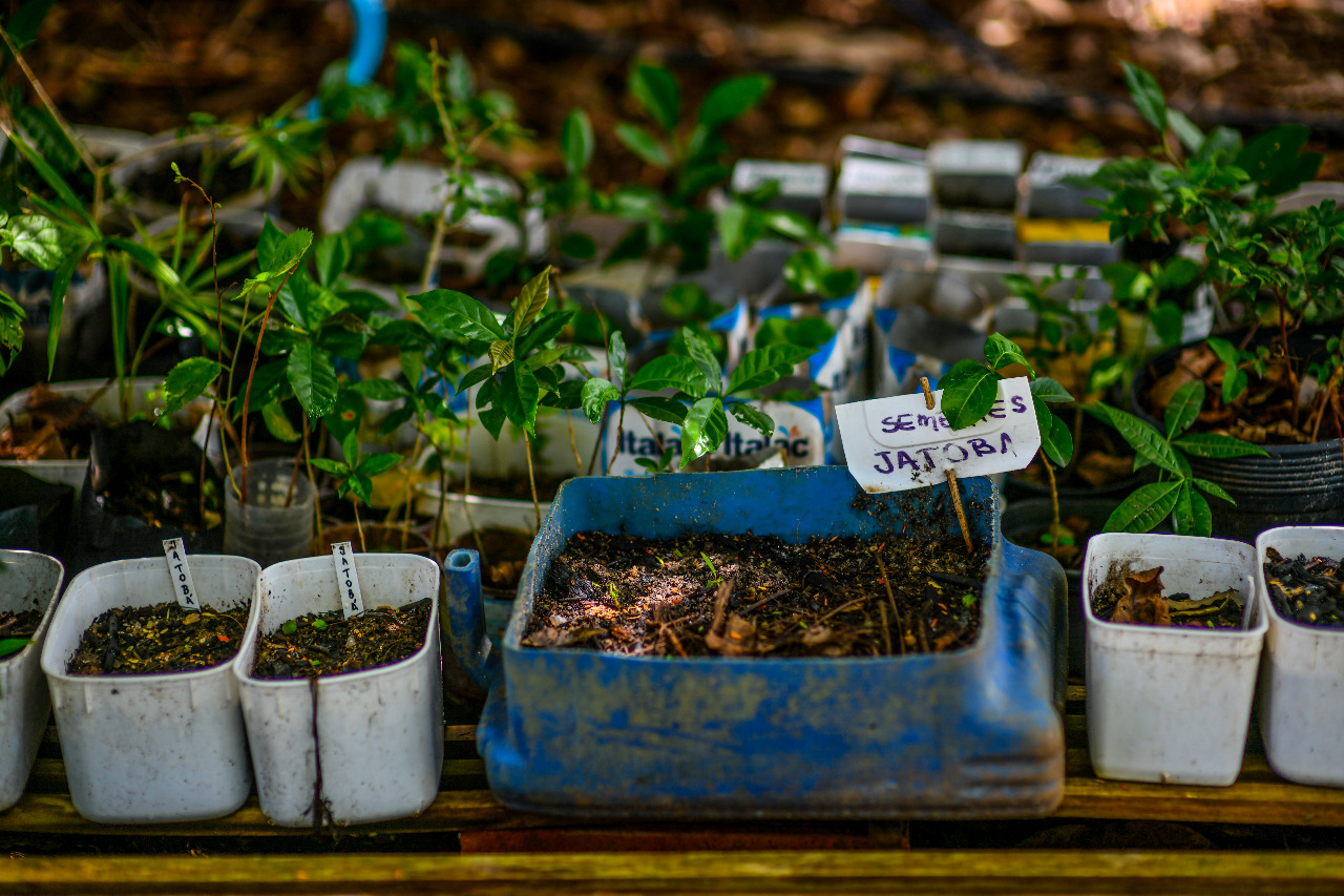 Restauração de florestas urbanas é uma das soluções baseadas na natureza para ampliar a resiliência climática nas cidades